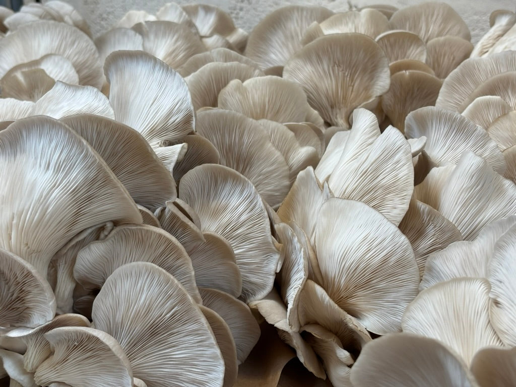 BBQ Pulled Oyster Mushroom Burger Recipe (Vegan + Meat Free)