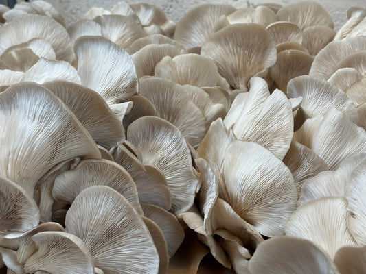 BBQ Pulled Oyster Mushroom Burger Recipe (Vegan + Meat Free)