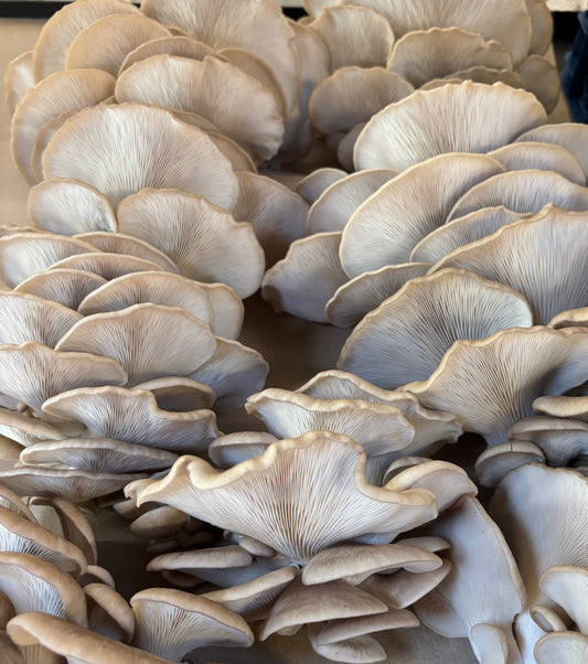 The Easiest Mushrooms To Grow From Kits