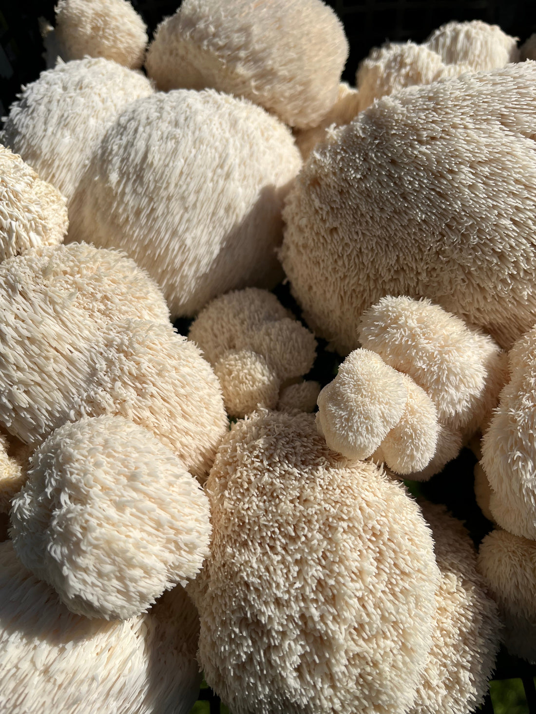 Lion’s Mane Mushroom Steak Recipe (Fallow-Inspired)