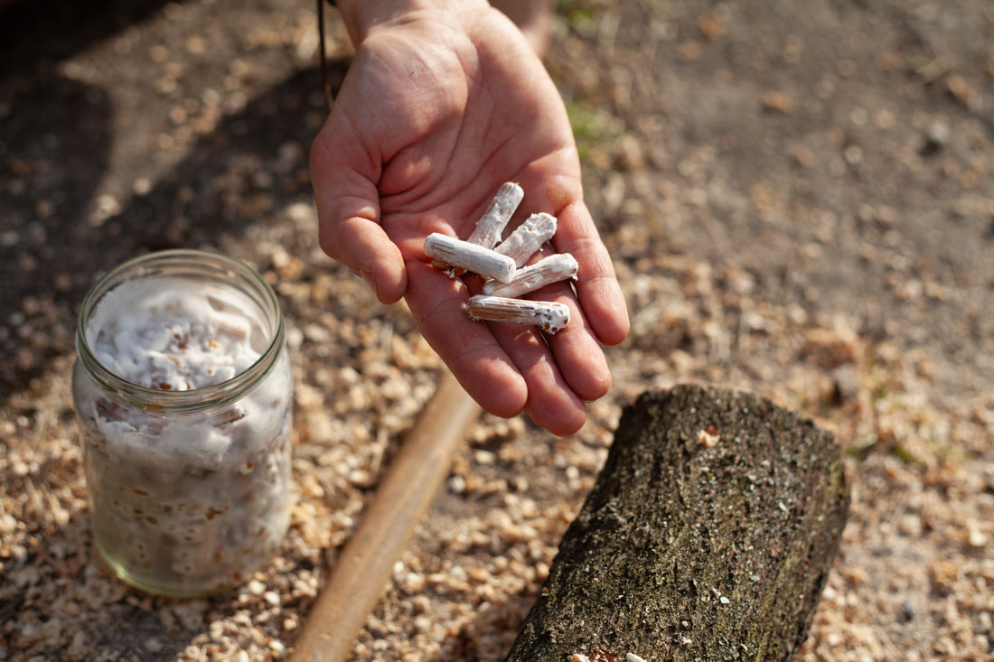 The Best Ways to Grow Mushrooms at Home